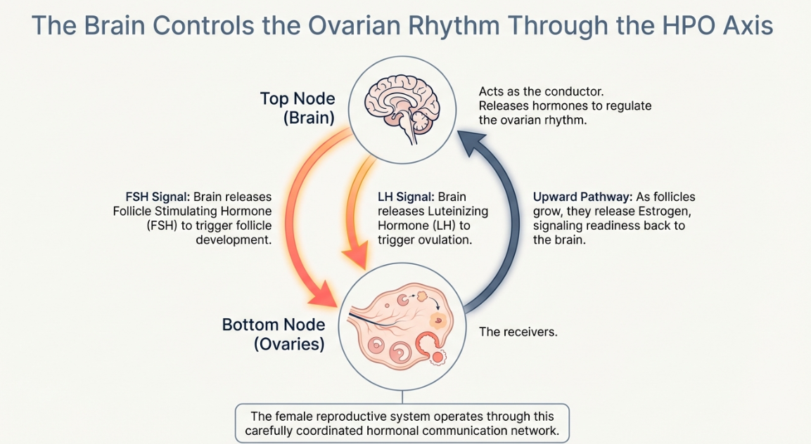 Medical diagram showing hormonal imbalance affecting ovaries and follicle development in PCOD